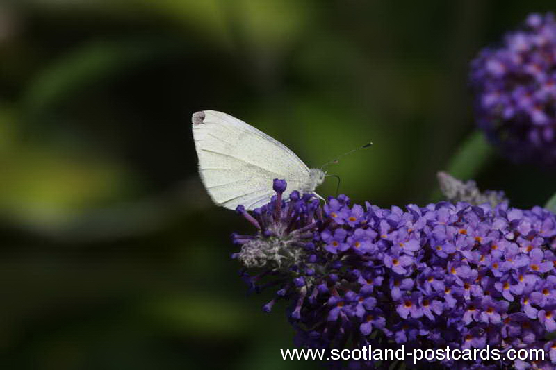 Small Cabbage White (Butterfly)