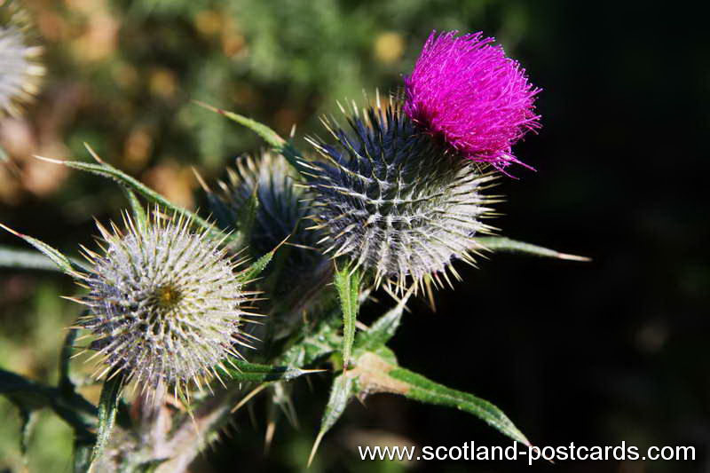 Thistle Thistle