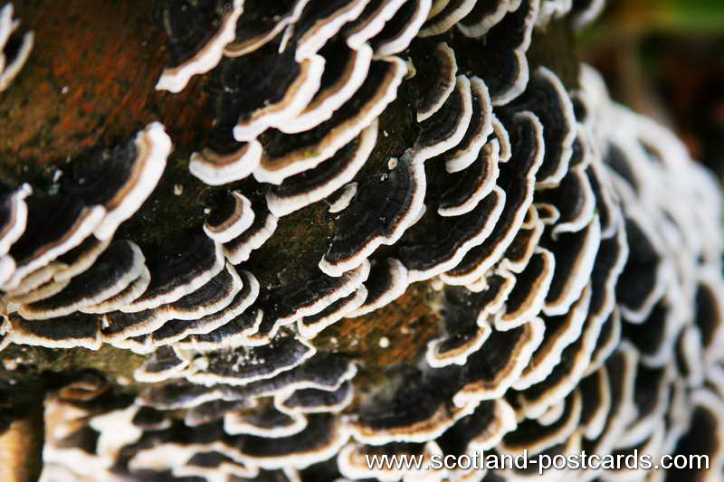 B&W Fungi B&W Fungi