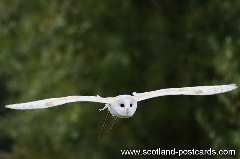 Barn Owl Barn Owl