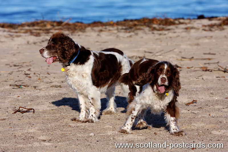 Barney and Whisky IMG 1886 Barney and Whisky IMG 1886