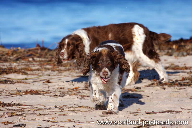 Barney and Whisky IMG 1895 Barney and Whisky IMG 1895