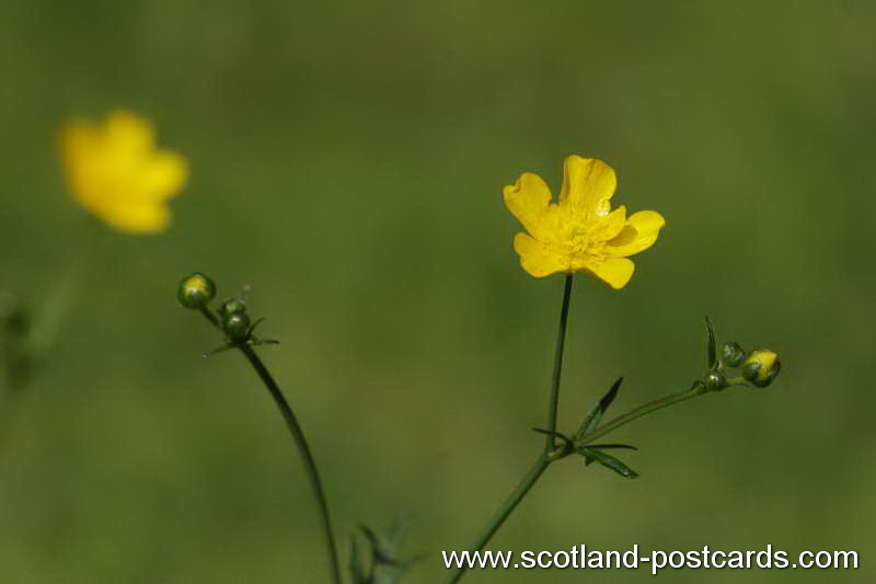 Buttercup Buttercup