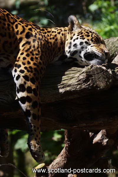 Cat Nap Cat Nap