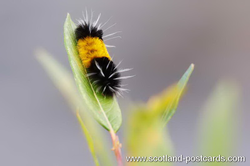 Caterpillar Caterpillar
