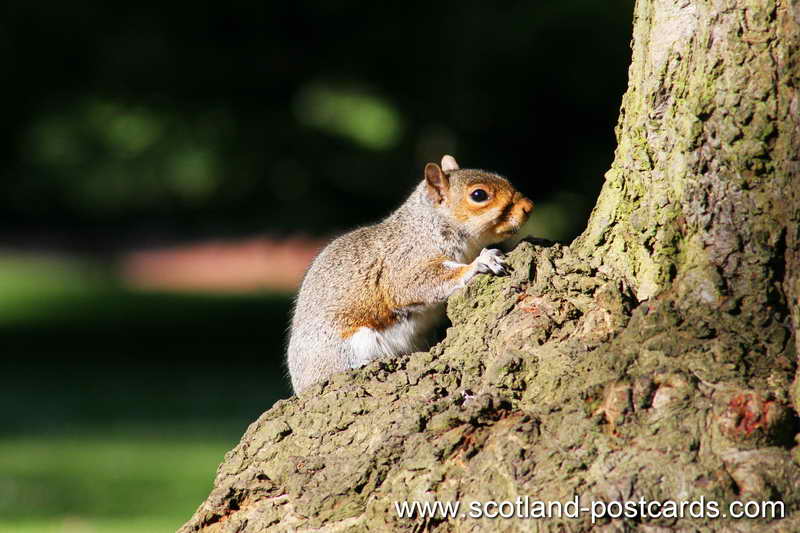 Common Grey Squirrel Common Grey Squirrel