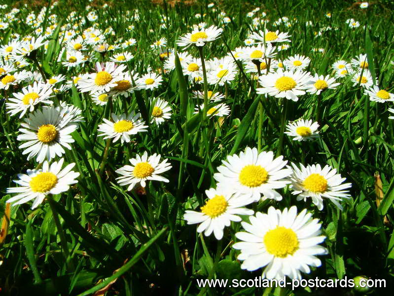 Daisys Daisys