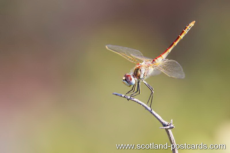 Dragon Fly Dragon Fly