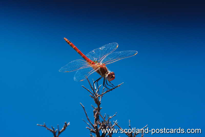 Dragonfly Blues Dragonfly Blues