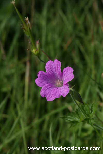 Druces Cranesbill (Geranium-x-Oxonianum) Druces Cranesbill (Geranium-x-Oxonianum)