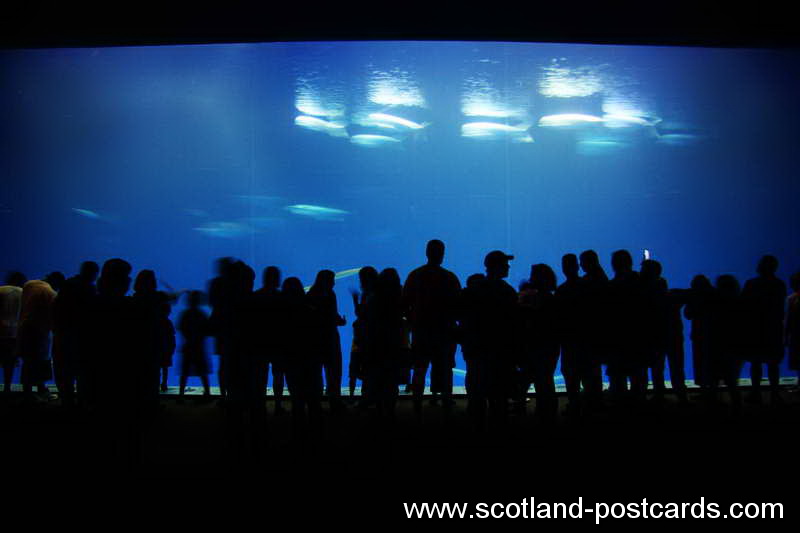 Fish Tank Fish Tank
