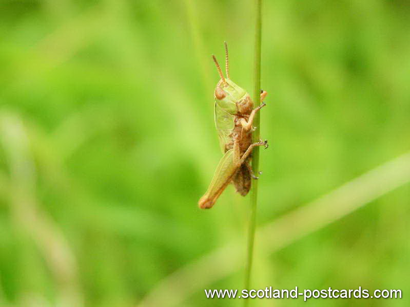 Grasshopper Grasshopper