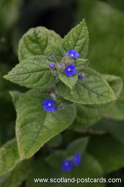 Green Alkanet Pentaglottis Sempervirens Green Alkanet Pentaglottis Sempervirens