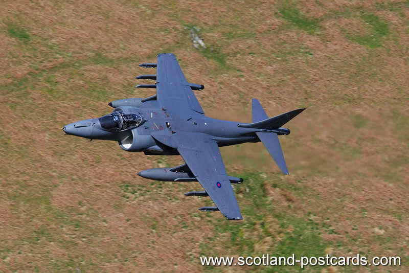Harrier Harrier