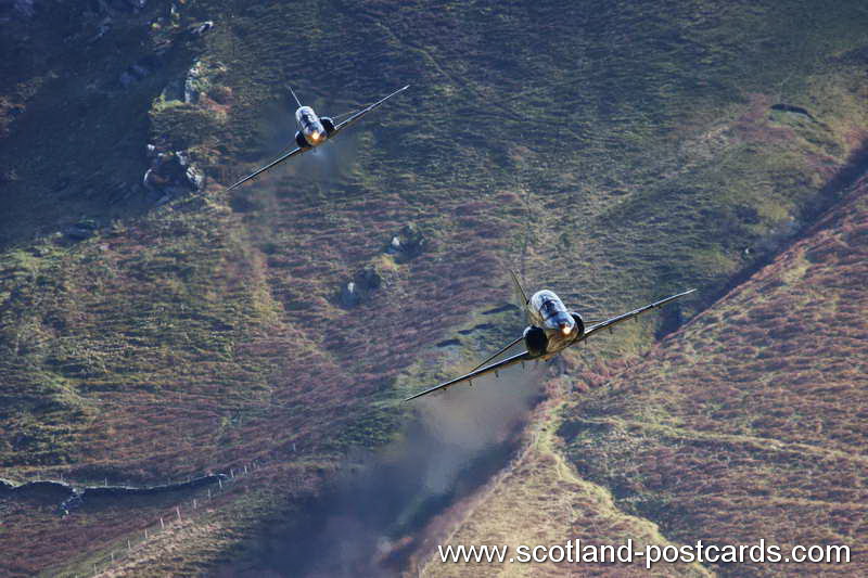 Head On Hawks Head On Hawks