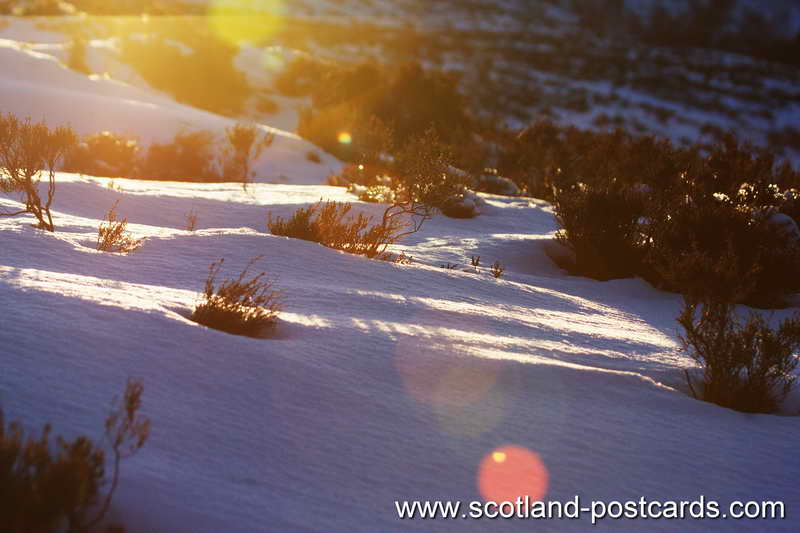 Heather Snow Glow Heather Snow Glow