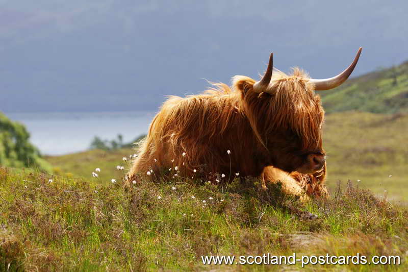 Highland Cow Highland Cow