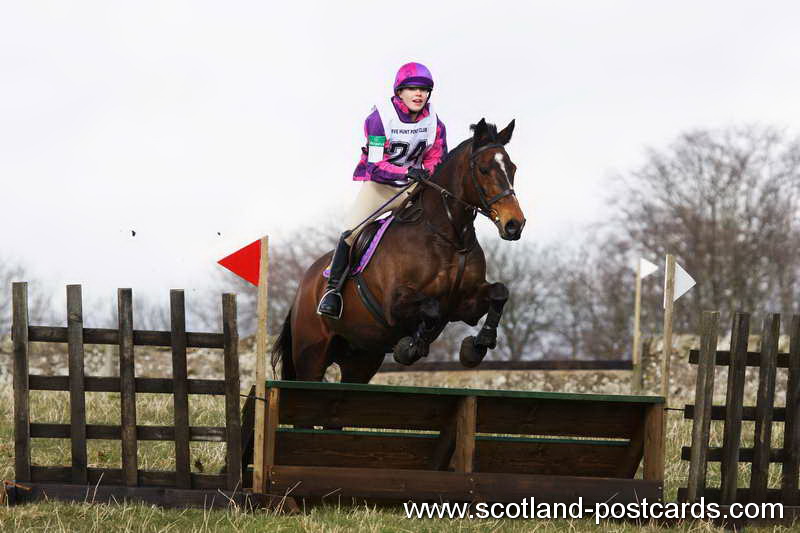 Horse Jumping Horse Jumping