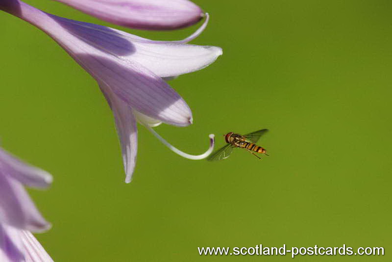 Hoverfly Hoverfly