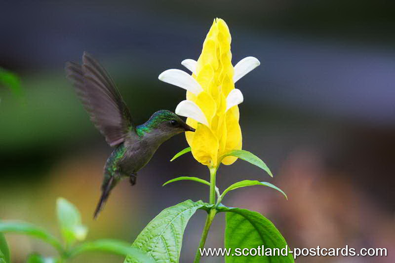 Humming Bird Humming Bird
