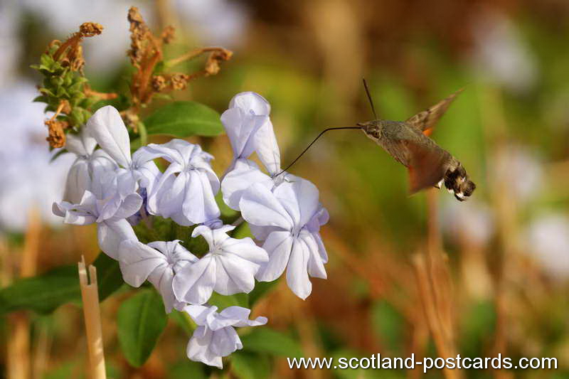 Hummingbird Hawk Moth Hovering Hummingbird Hawk Moth Hovering