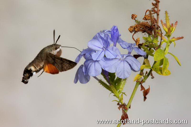 Hummingbird Hawk Moth Hummingbird Hawk Moth