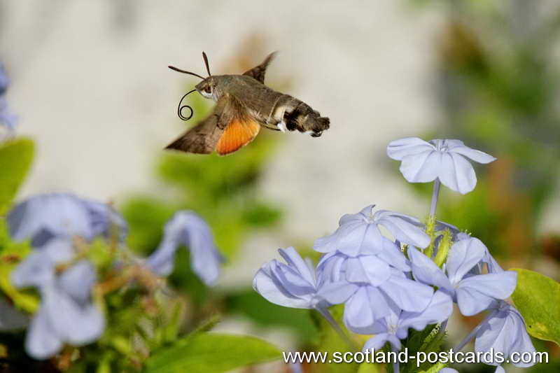 Hummingbird Hawk Moth in Flight Hummingbird Hawk Moth in Flight