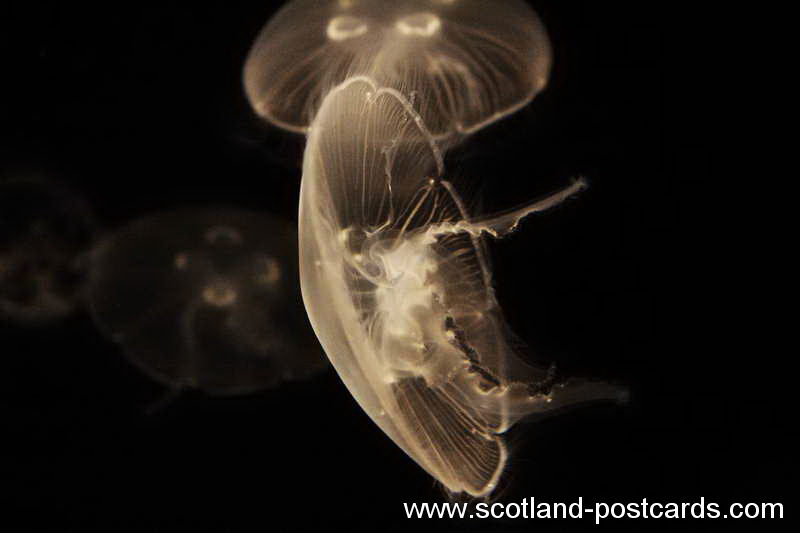 Jelly Fish Jelly Fish