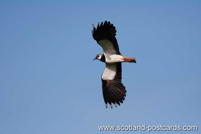 Lapwing Lapwing