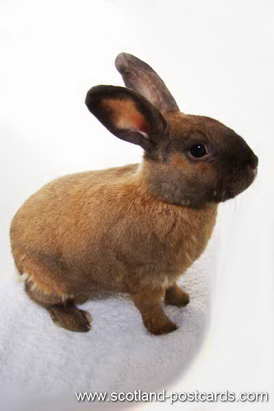 Lilo Rabbit Lilo Rabbit