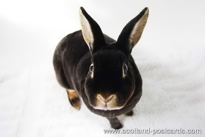 LouiseA! Rabbit LouiseA! Rabbit
