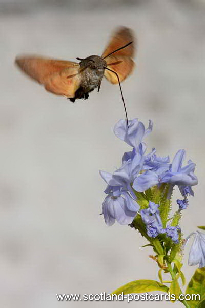 Macroglossum Stellatarum Macroglossum Stellatarum