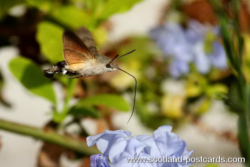 Macroglossum Stellatarum in Flight Macroglossum Stellatarum in Flight