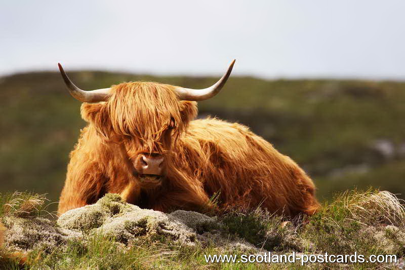 Moo've On Moo've On