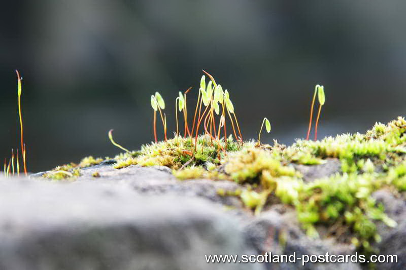 Moss Moss