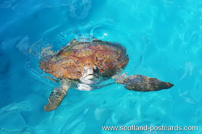 Myrtle The Turtle Myrtle The Turtle