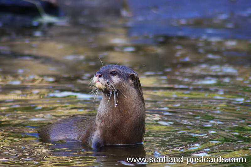 Otter Otter