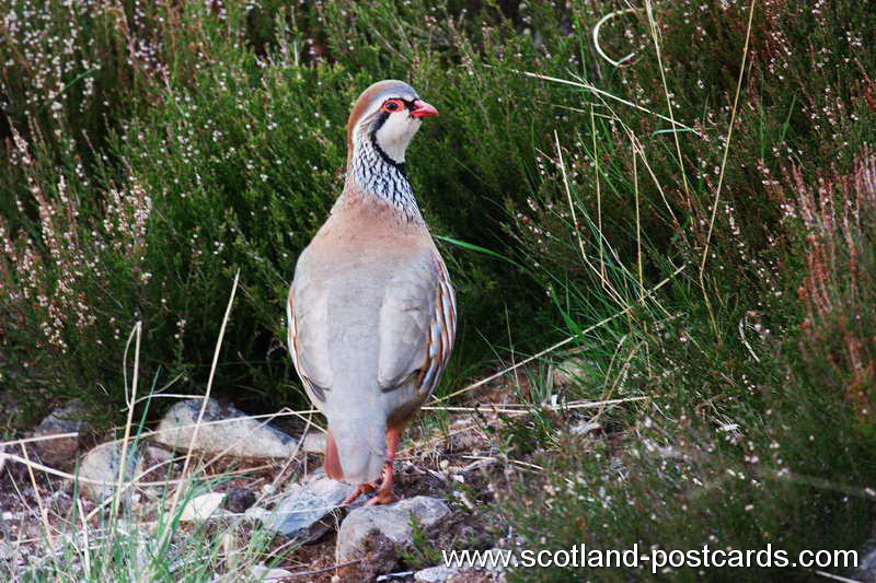Partridge Partridge