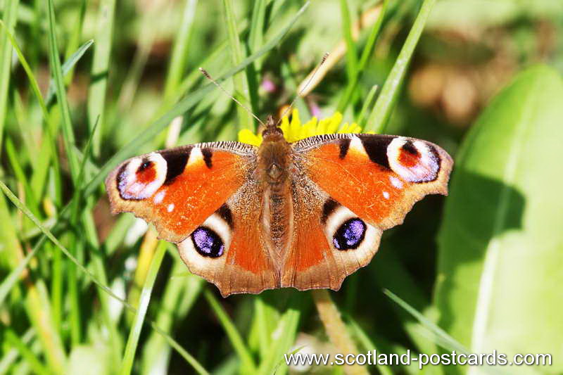 Peacock Butterfly Peacock Butterfly
