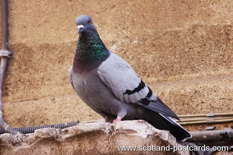 Pigeon Pigeon