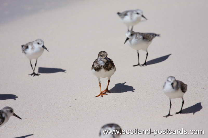 Plovers Plovers