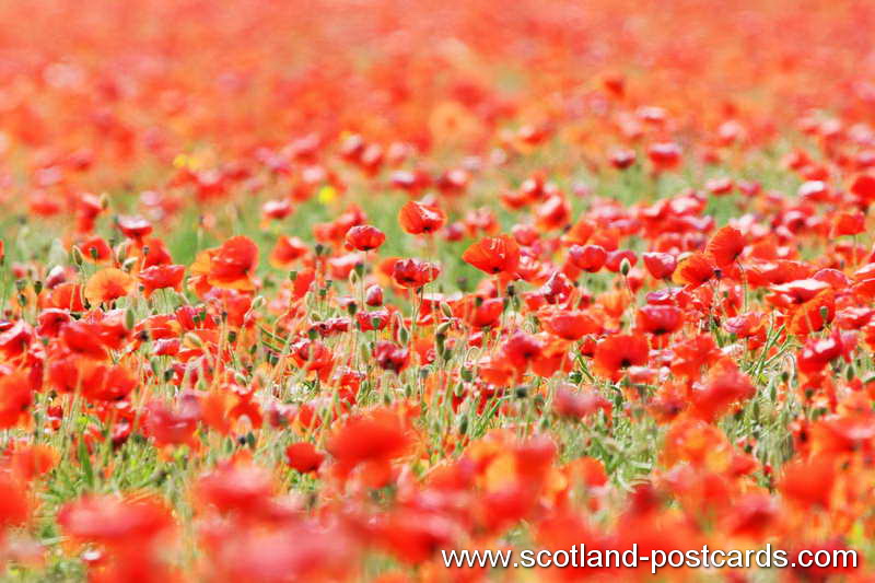 Poppys Poppys