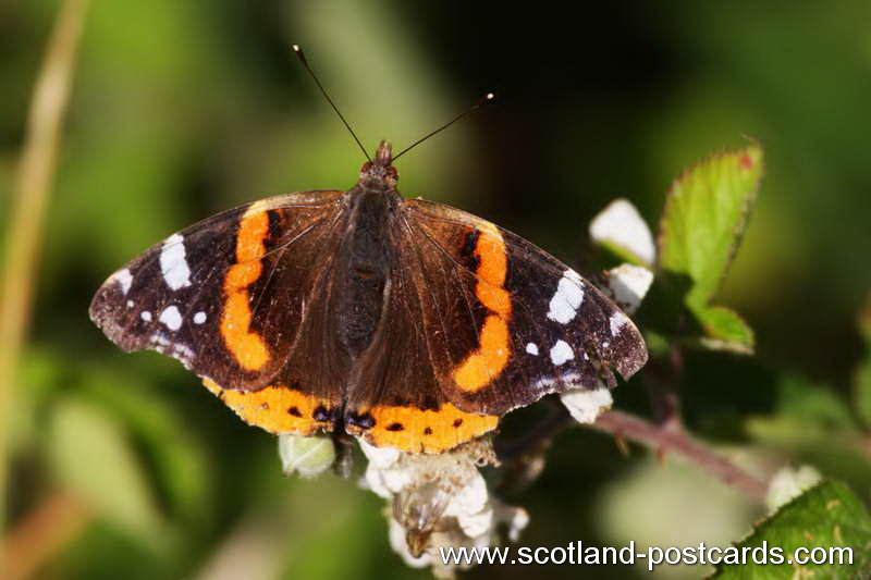 Red Admiral Red Admiral