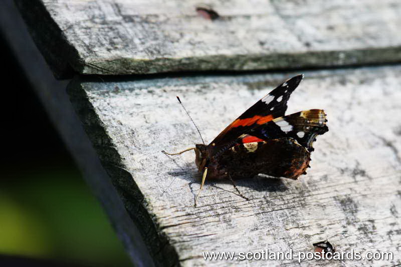 Red Admiral Vanessa Atalanta (Butterfly) Red Admiral Vanessa Atalanta (Butterfly)