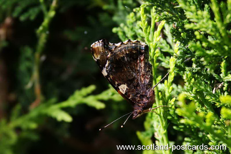 Red Admiral with wings folded (Butterfly) Red Admiral with wings folded (Butterfly)