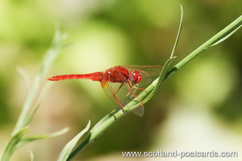Red Dragon Red Dragon