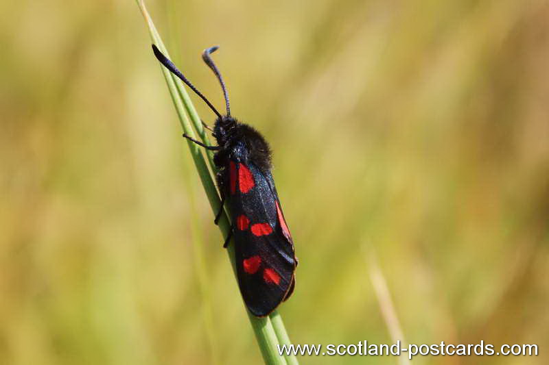 Red Spotted Moth Red Spotted Moth