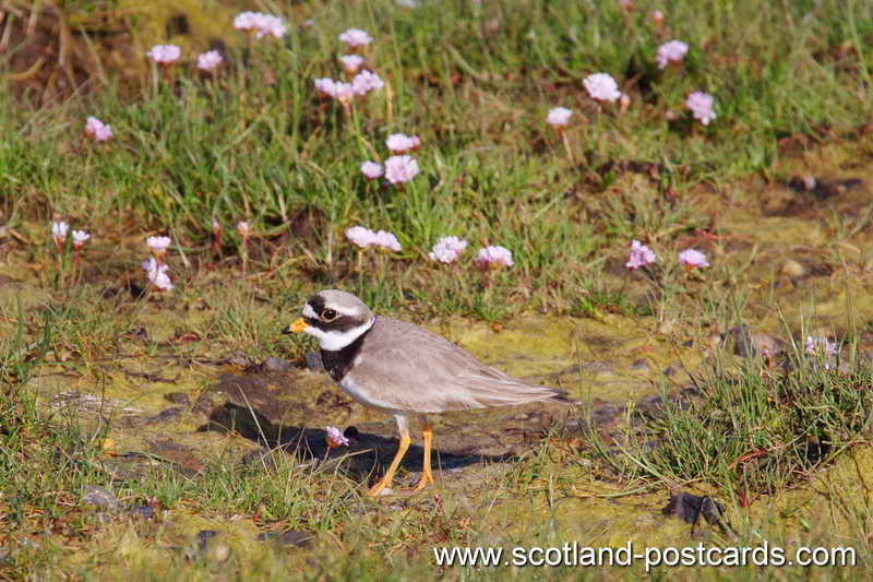 Ringed Plover Ringed Plover