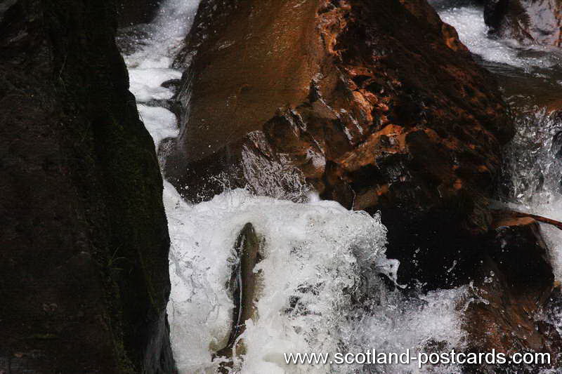 Salmon Leep Salmon Leep