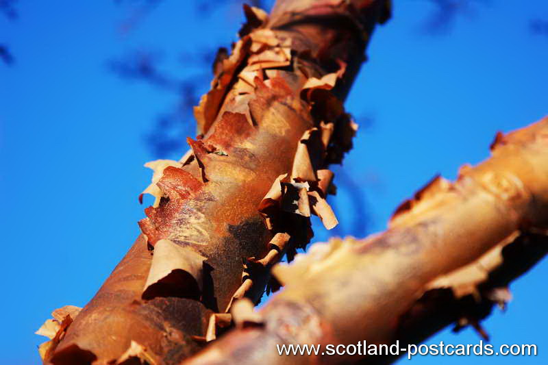 Scabby Tree Scabby Tree